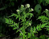 Cardamine impatiens