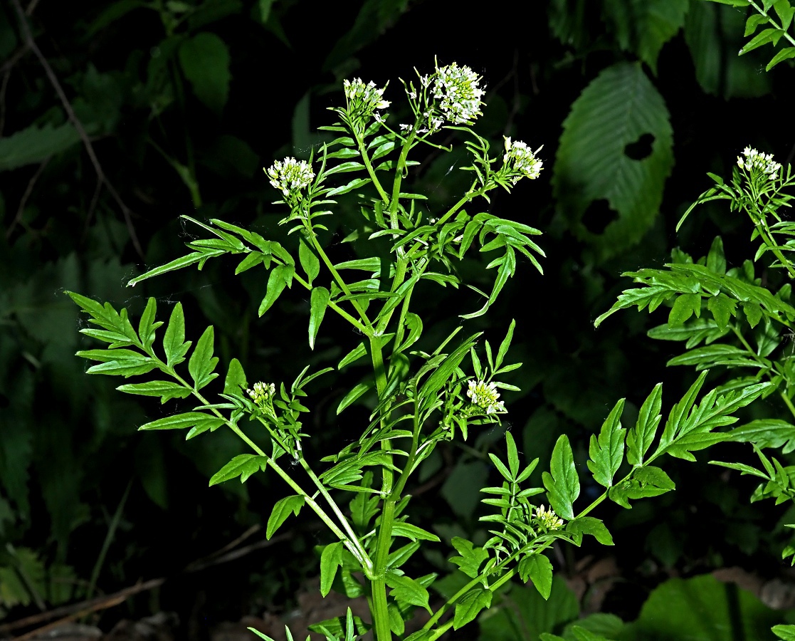 Image of Cardamine impatiens specimen.