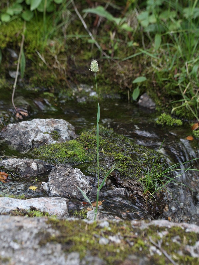 Изображение особи Phleum alpinum.