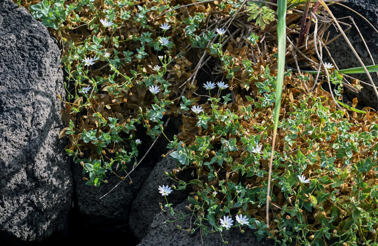 Image of Stellaria ruscifolia specimen.