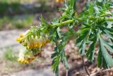 Corydalis nobilis