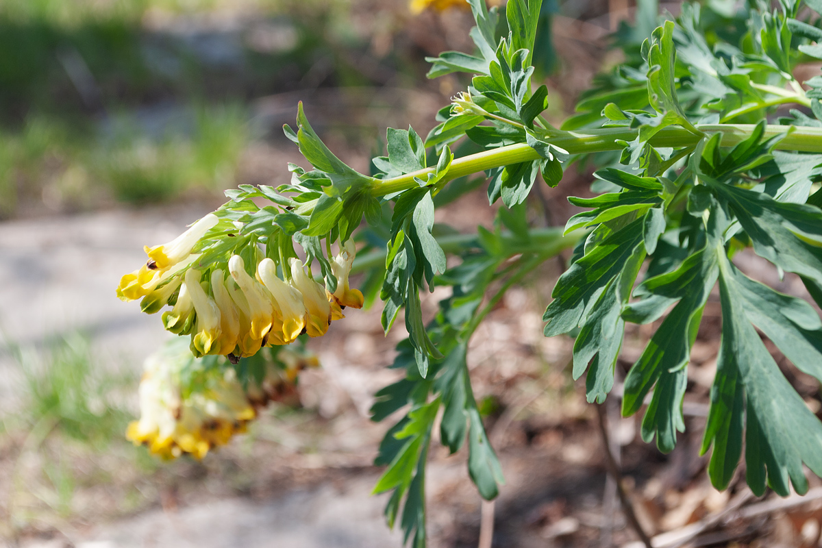 Изображение особи Corydalis nobilis.