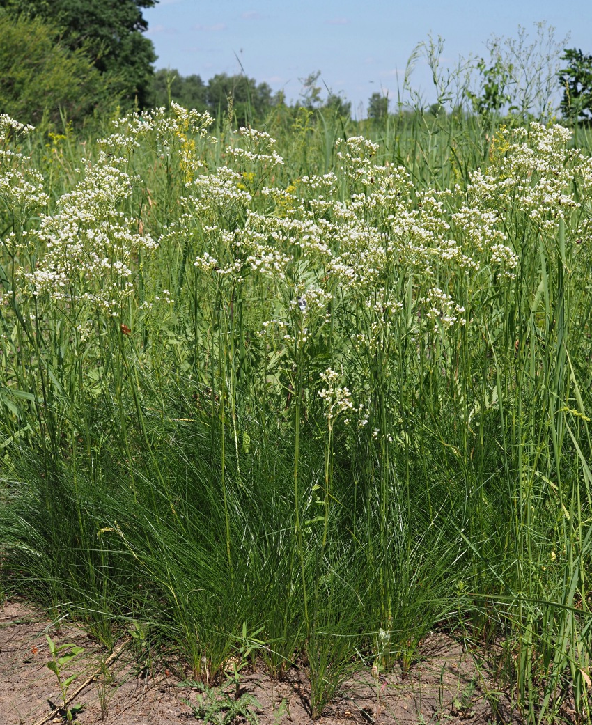 Image of Eremogone longifolia specimen.