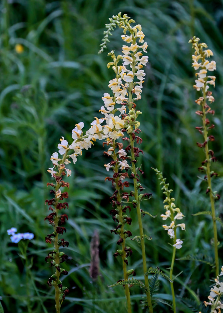 Изображение особи Pedicularis incarnata.