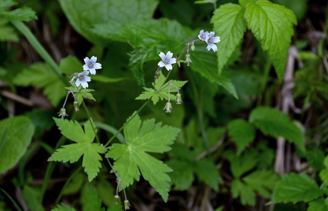 Image of Geranium krylovii specimen.