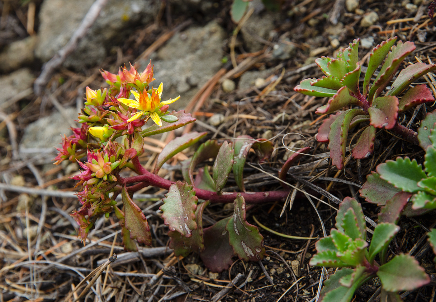 Изображение особи Aizopsis hybrida.