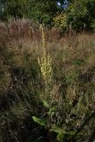 genus Verbascum. Цветущее растение. Калужская обл., Спас-Деменский р-н, дер. Вдовец, луг. 10 сентября 2022 г.