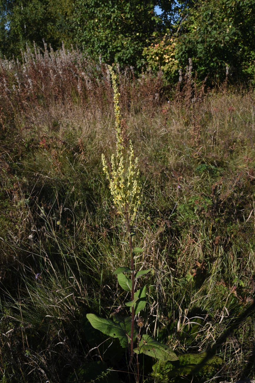 Изображение особи род Verbascum.