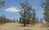 Larix sibirica