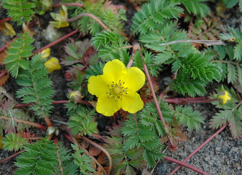Image of Potentilla anserina specimen.