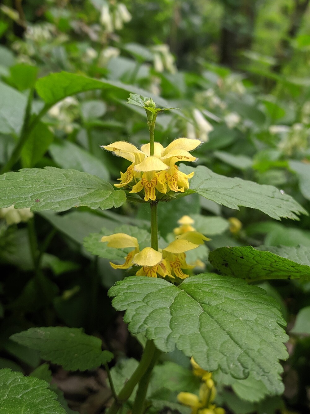 Изображение особи Galeobdolon caucasicum.