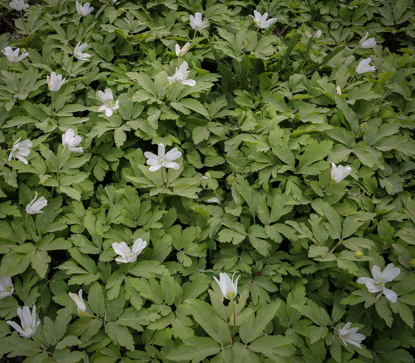 Image of Anemone altaica specimen.