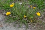 род Taraxacum. Цветущее растение. ЯНАО, г. Салехард, сорное на газоне. 10.06.2024.