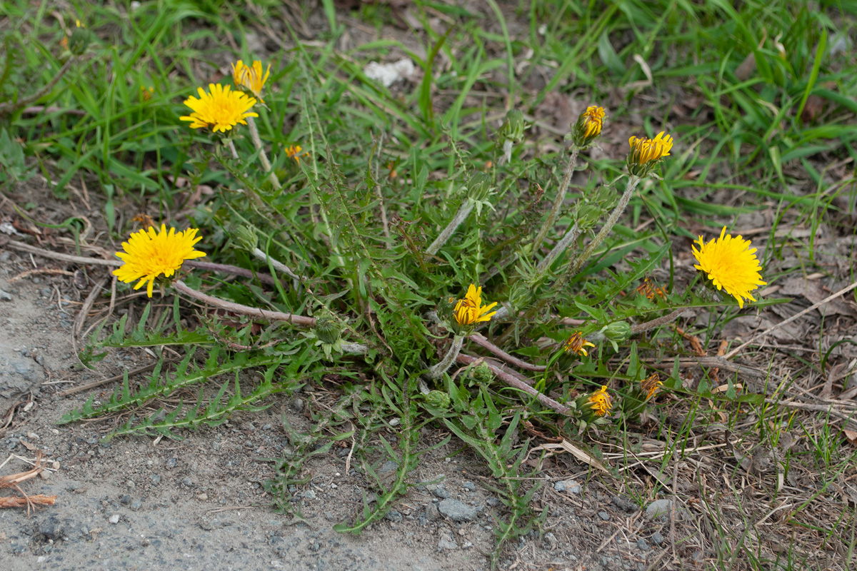 Image of genus Taraxacum specimen.
