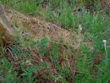 Oxytropis pilosa