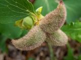 Paeonia daurica