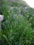 Camelina microcarpa