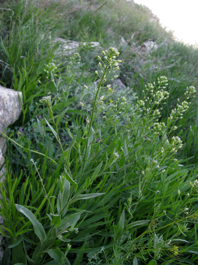 Image of Camelina microcarpa specimen.