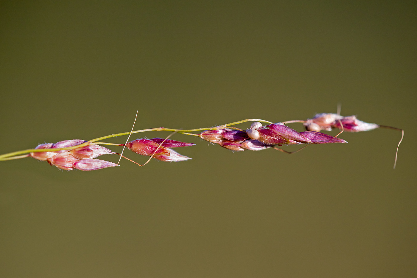 Image of Sorghum halepense specimen.