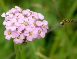 род Achillea. Соцветие. Рядом зависла муха-журчалка (семейство Syrphidae). Читинская обл., 60 км С-З Читы, окр. оз. Арахлей. 6 августа 2006 г.