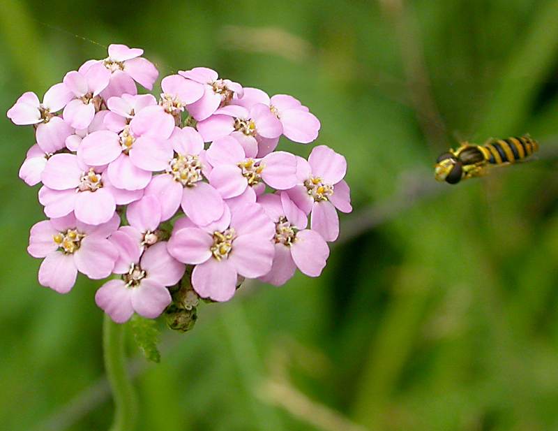 Image of genus Achillea specimen.