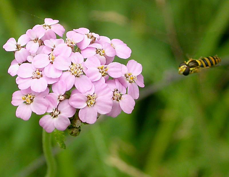 Изображение особи род Achillea.