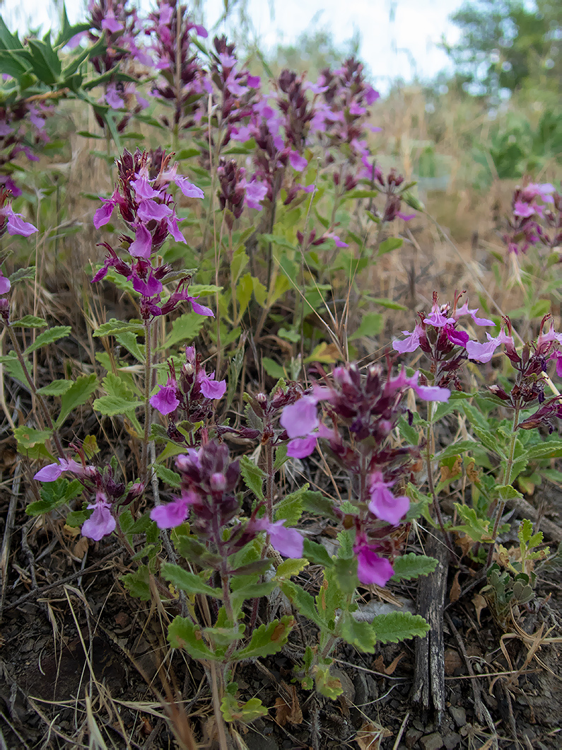 Изображение особи Teucrium chamaedrys.