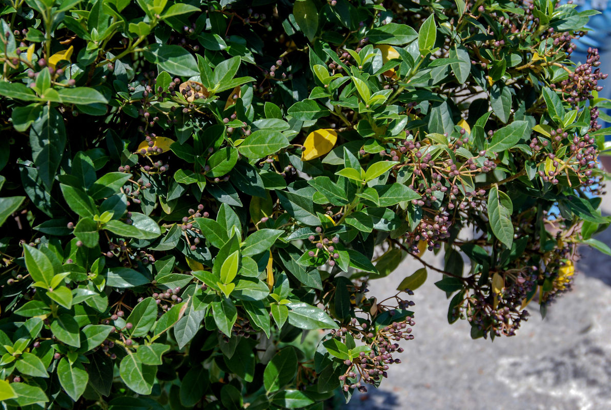 Image of Viburnum tinus specimen.