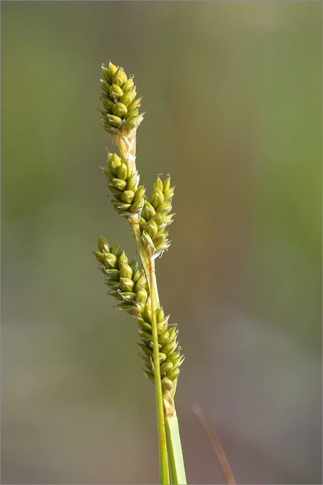Image of Carex canescens specimen.