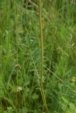 Filipendula vulgaris. Часть побега. Чечня, Шаройский р-н, окр. ур. Хиндушты, травянистый склон. 3 июля 2024 г.