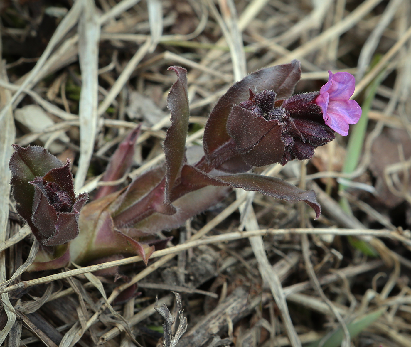 Изображение особи Pulmonaria obscura.