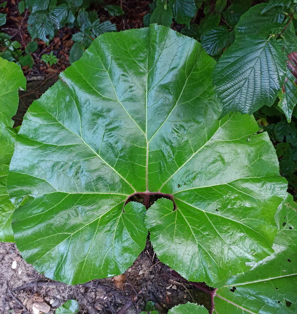 Изображение особи род Petasites.