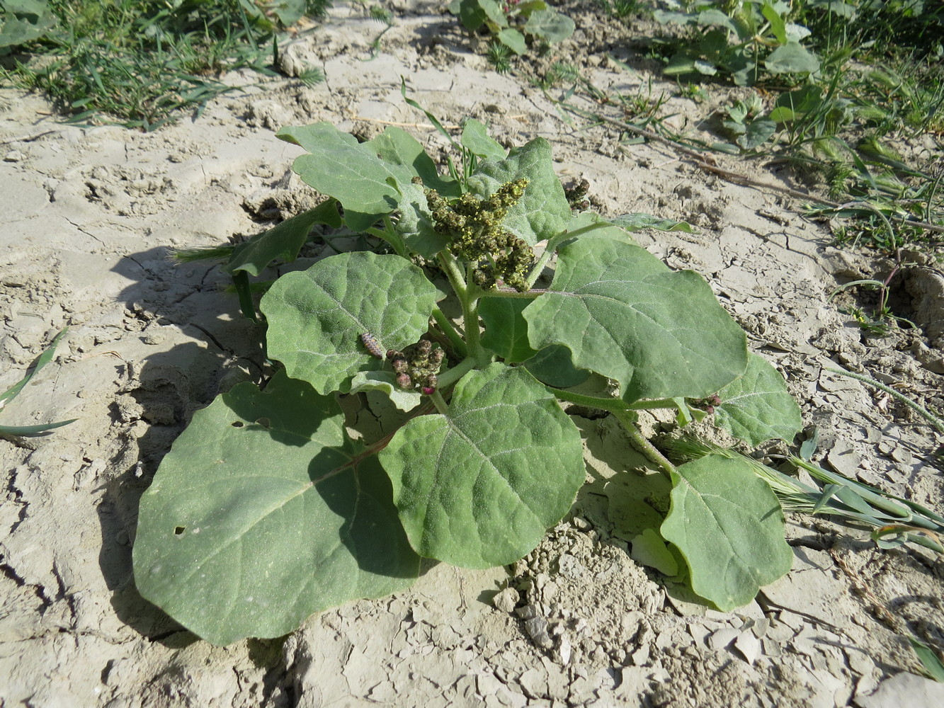 Image of Atriplex moneta specimen.