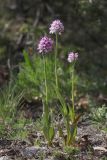 Neotinea tridentata