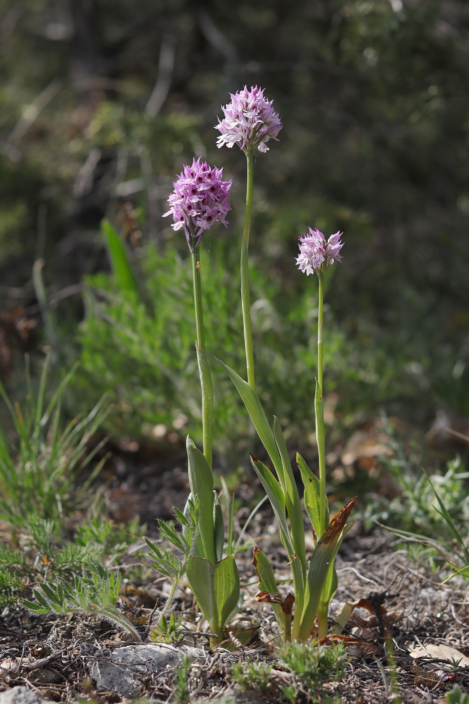 Image of Neotinea tridentata specimen.