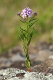 Dontostemon dentatus. Цветущее растение на скале. Приморский край, Октябрьский р-н, окр. с. Гранатовка, край плато. 21.05.2025.