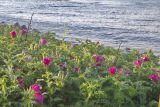 Rosa rugosa