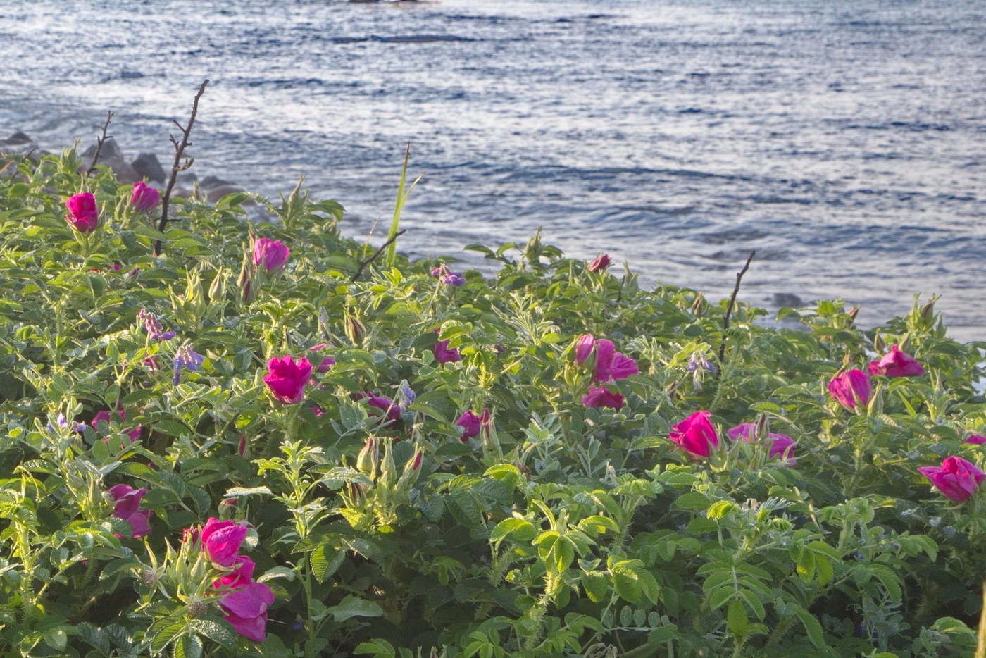 Image of Rosa rugosa specimen.