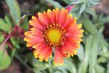 Gaillardia aristata