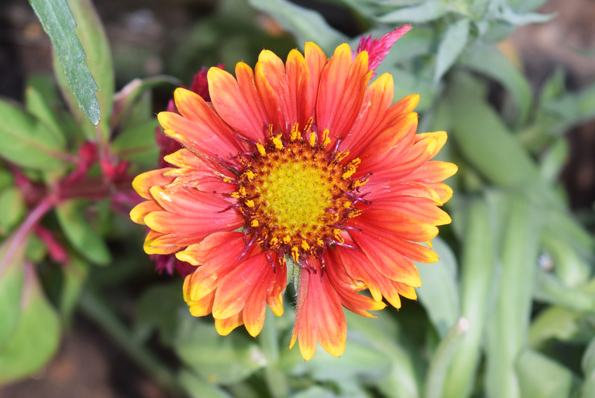 Image of Gaillardia aristata specimen.