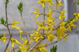 род Forsythia. Часть веточки с цветками. Мурманск, Октябрьский р-н, в культуре. 05.06.2025.