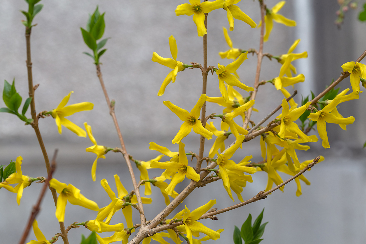 Изображение особи род Forsythia.