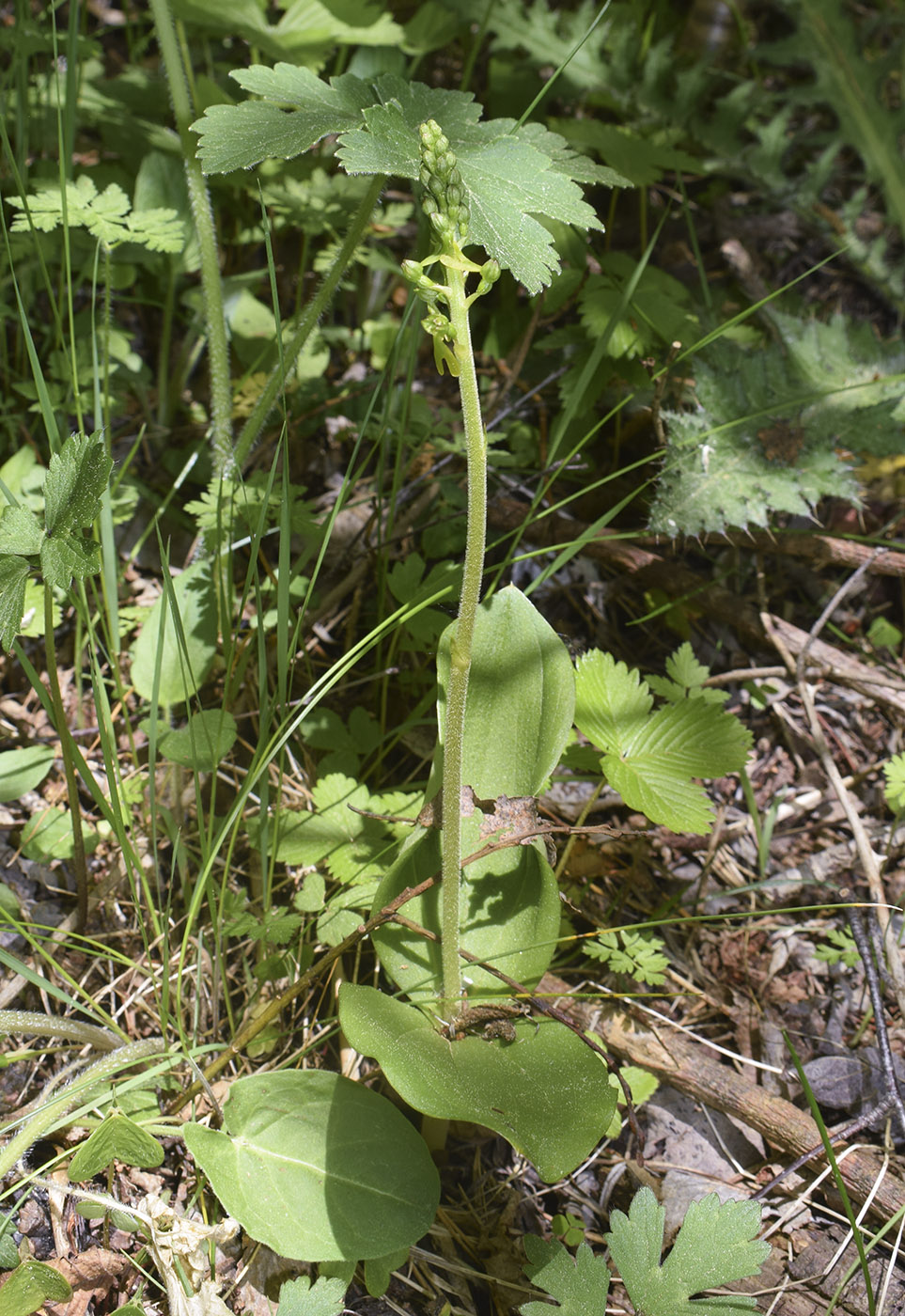 Изображение особи Listera ovata.