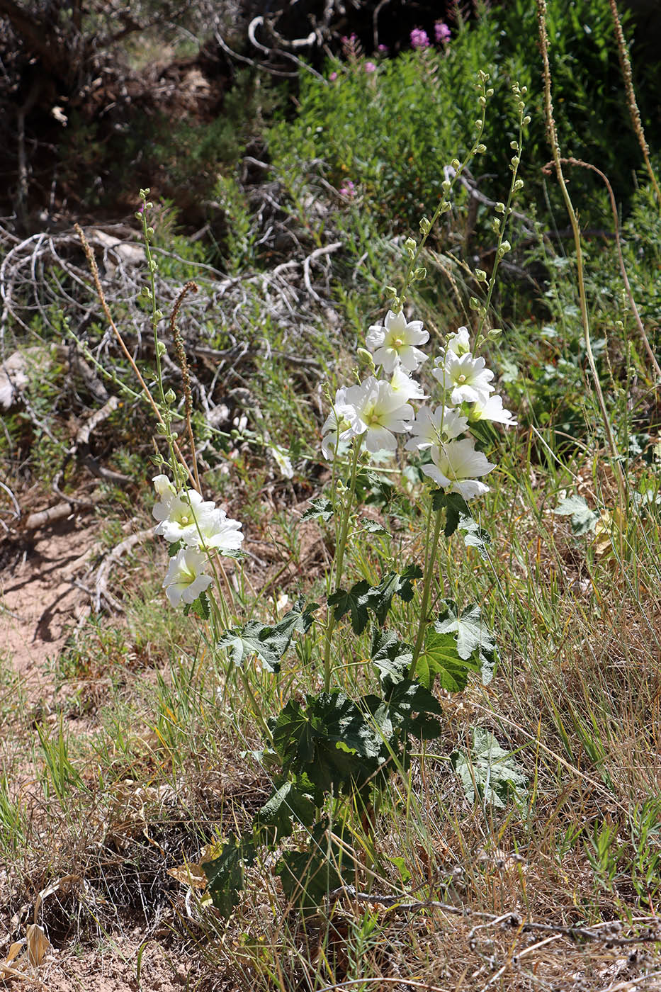 Изображение особи Alcea nudiflora.