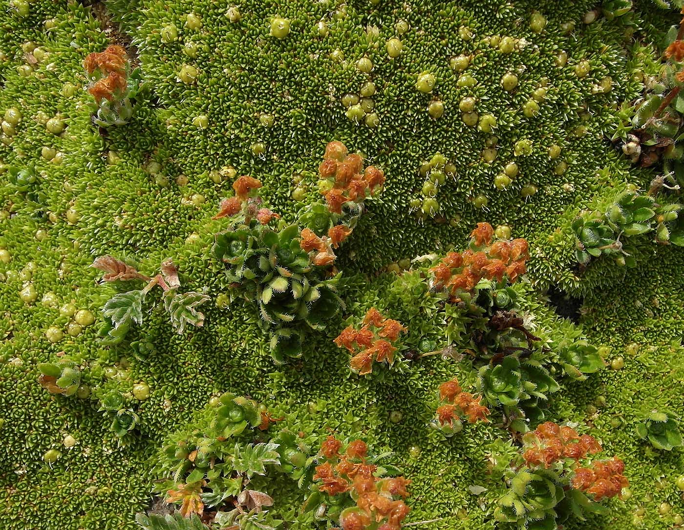 Image of Androsace lehmanniana specimen.