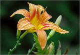 Hemerocallis × hybrida. Цветок с каплями дождя и бутон. Московская обл., Раменский р-н, окр. дер. Хрипань, садовый участок. 20.07.2025.