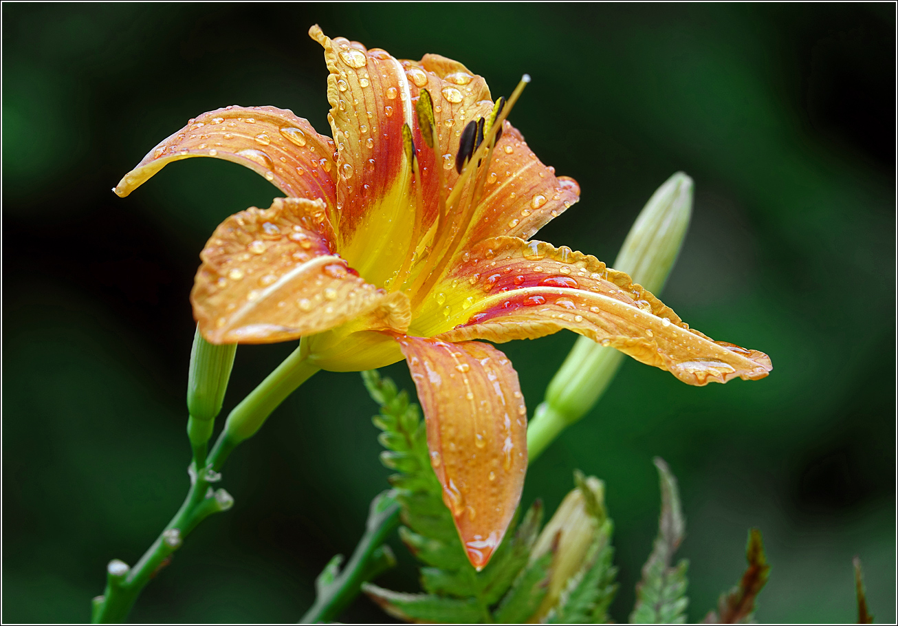 Image of Hemerocallis × hybrida specimen.