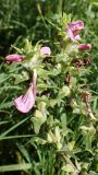Pedicularis resupinata. Соцветия с цветками и плодами. Хабаровский край, окр. г. Комсомольск-на-Амуре, обочина грунтовой дороги. 29.07.2025.