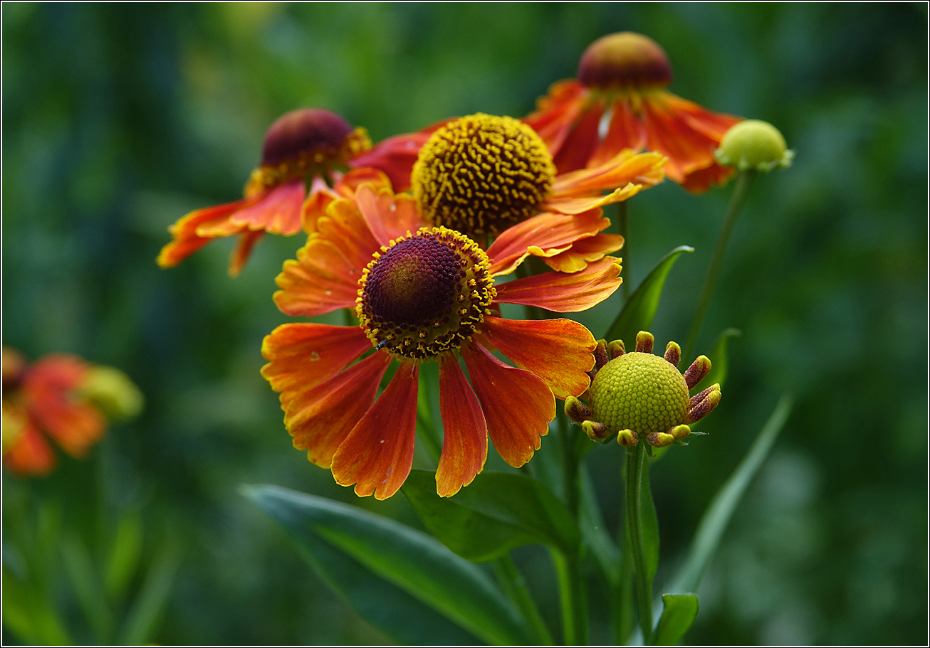 Изображение особи Helenium autumnale.