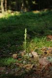 Goodyera repens. Бутонизирующее растение. Ленинградская обл., Кингисеппский р-н, окр. дер. Выбье, экологическая тропа; сосново-еловый зеленомошный лес близ реки, моховая полянка у дороги. 13.07.2025.
